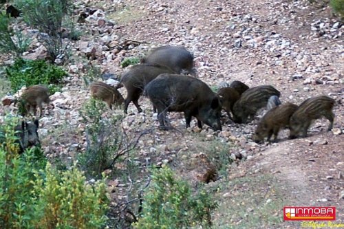 FINCA NUEVO EN VENTA EN DON BENITO (RUSTICA)