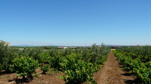 NAVE NUEVO EN VENTA EN GUAREÑA (RUSTICA)