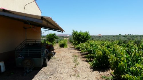 NAVE NUEVO EN VENTA EN GUAREÑA (RUSTICA)