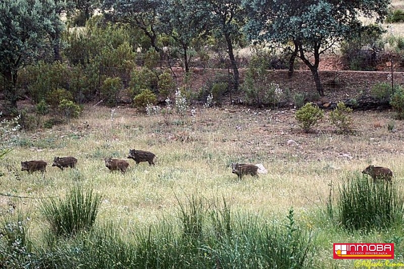 FINCA NUEVO EN VENTA EN DON BENITO (RUSTICA)