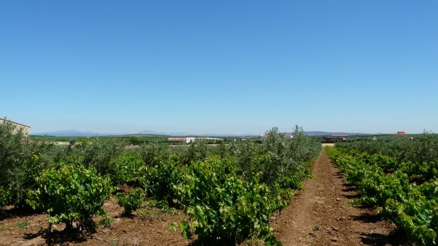 NAVE NUEVO EN VENTA EN GUAREÑA (RUSTICA)