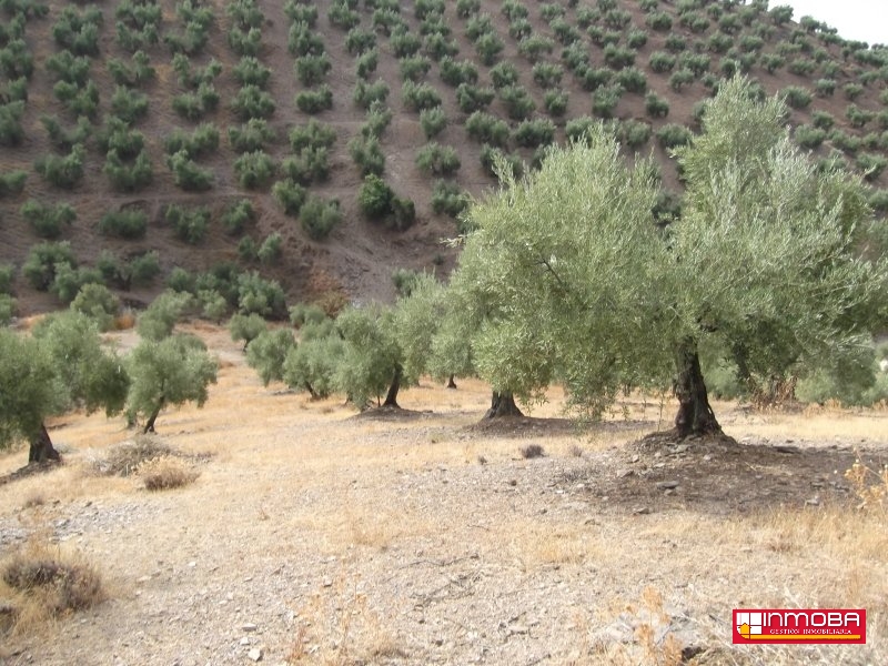 FINCA NUEVO EN VENTA EN GUAREÑA (RUSTICA)
